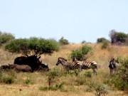 058  rhinos & zebras.JPG